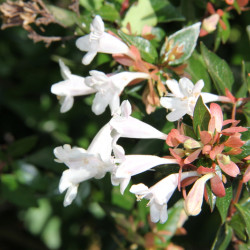 Abelia chinensis ‘Selection‘