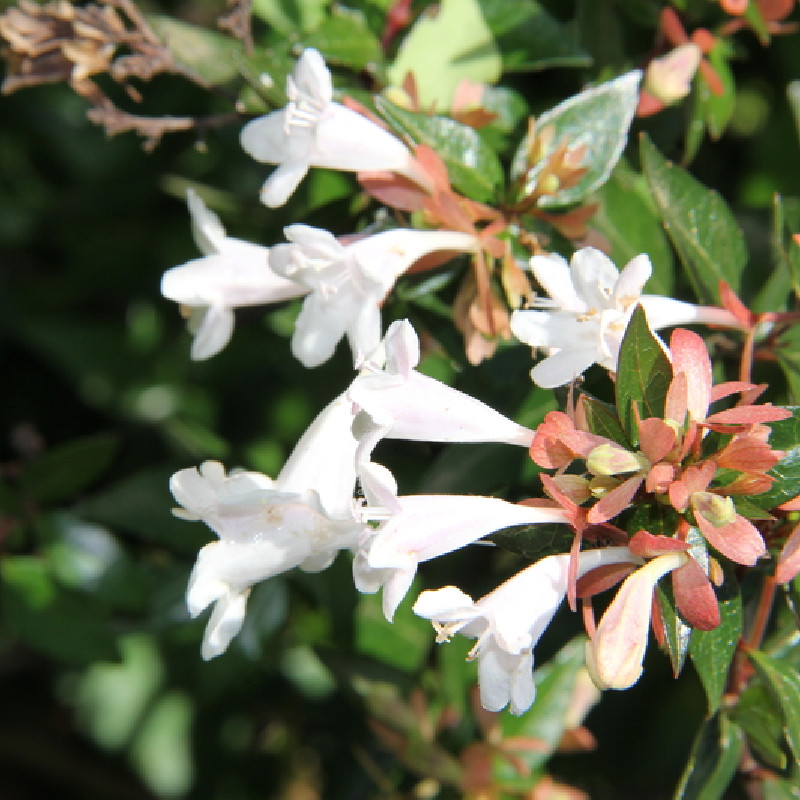 Abelia chinensis ‘Selection‘