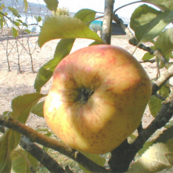 Malus domestica ‘Cox's Orange’ - Pommier