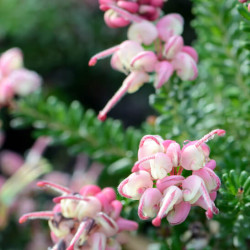 Grevillea lanigera ‘Mount Tamboritha’