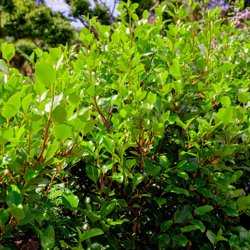 Griselinia littoralis ‘Green Horizon‘