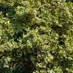 Griselinia littoralis ‘Variegata’