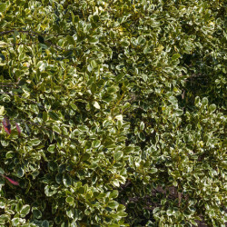 Griselinia littoralis ‘Variegata’