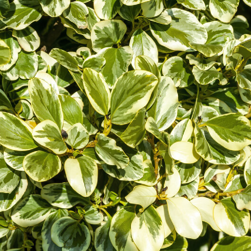 Griselinia littoralis ‘Variegata’