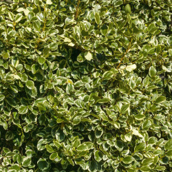 Griselinia littoralis ‘Variegata’