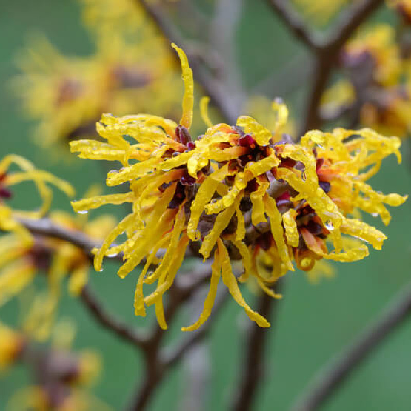 Hamamelis intermedia ‘Double Gold’