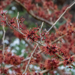 Hamamelis intermedia ‘Rubin’