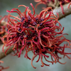 Hamamelis intermedia ‘Rubin’