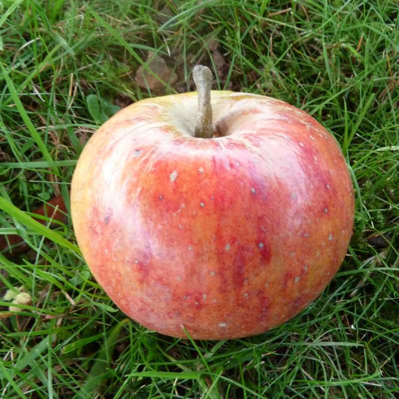 Malus domestica ‘Cox's Orange’ - Pommier