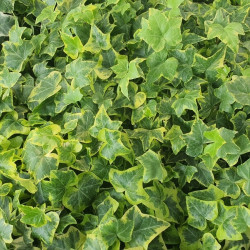 Hedera helix ‘Goldchild’