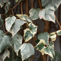 Hedera helix ‘White Wonder‘