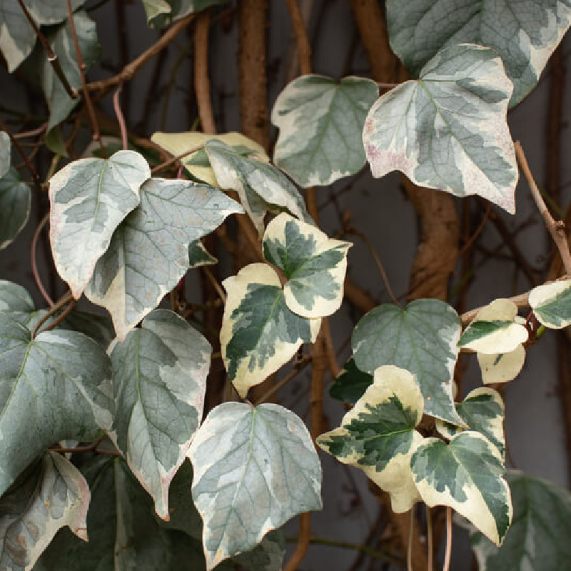 Hedera helix ‘White Wonder‘