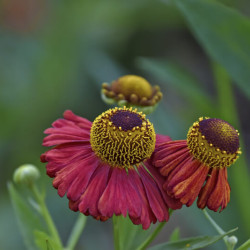 Helenium ‘Red Jewel‘