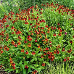 Helenium ‘Red Jewel‘