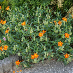 Helianthemum ‘Bronzeteppich’