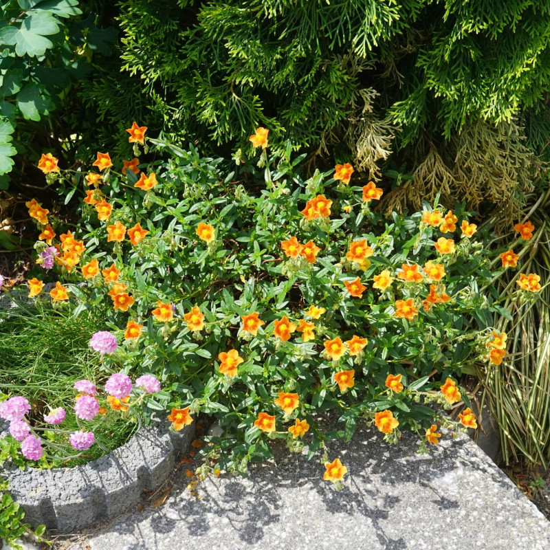 Helianthemum ‘Bronzeteppich’