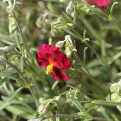 Helianthemum ‘Red Orient‘