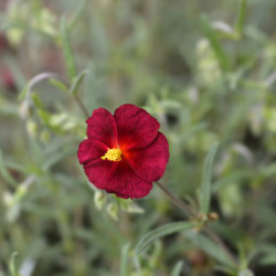 Helianthemum ‘Red Orient‘