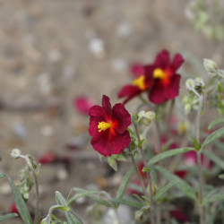 Helianthemum ‘Red Orient‘