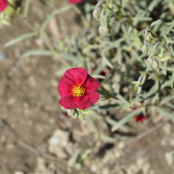 Helianthemum ‘Red Orient‘