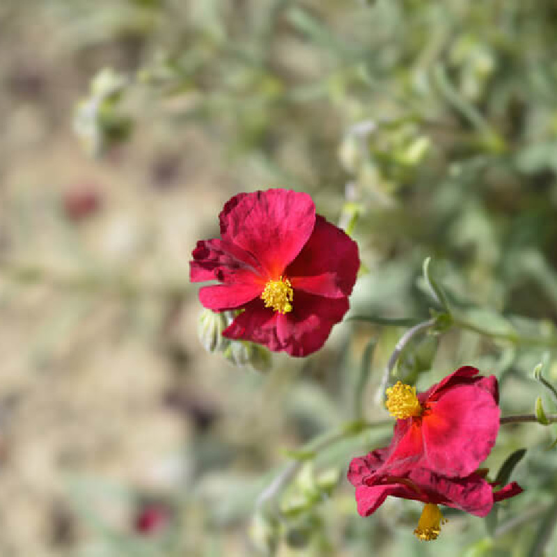 Helianthemum ‘Red Orient‘