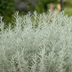 Helichrysum italicum serotinum