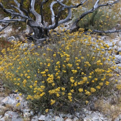 Helichrysum italicum serotinum