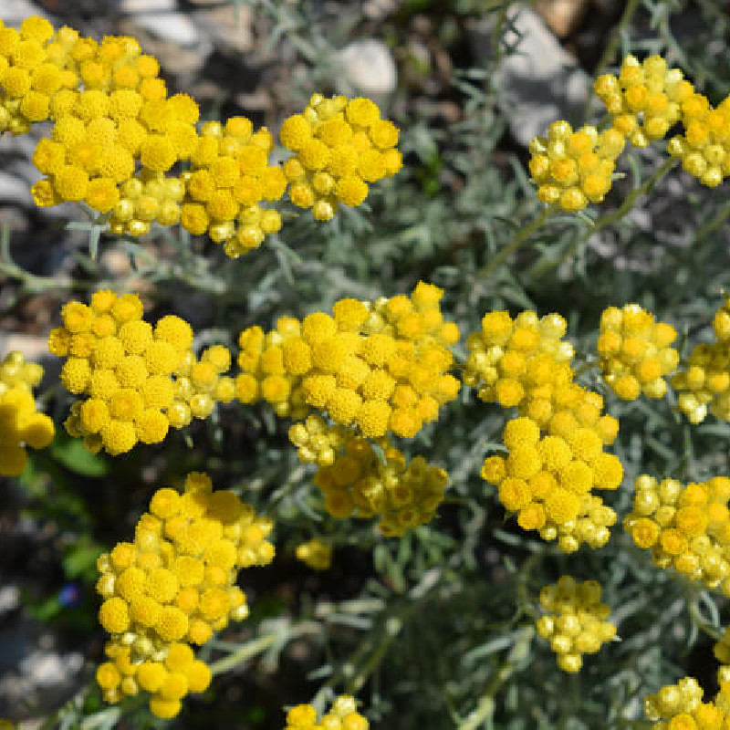 Helichrysum italicum serotinum