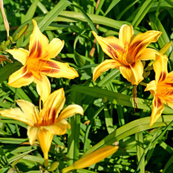 Hemerocallis ‘Bonanza‘