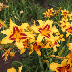 Hemerocallis ‘Bonanza‘