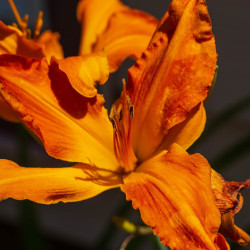 Hemerocallis ‘Primal scream’