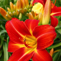 Hemerocallis ‘Red precious’