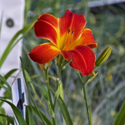 Hemerocallis ‘Red precious’