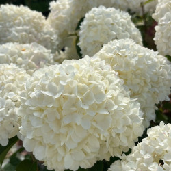 Hydrangea paniculata ‘Petite Cherry‘