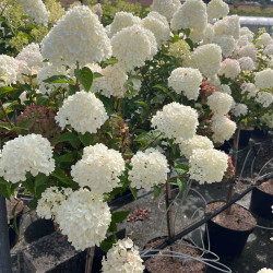 Hydrangea paniculata ‘Petite Cherry‘