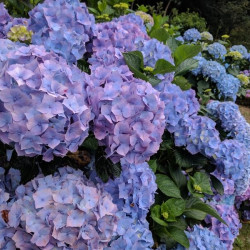 Hydrangea macrophylla ‘Benelux’