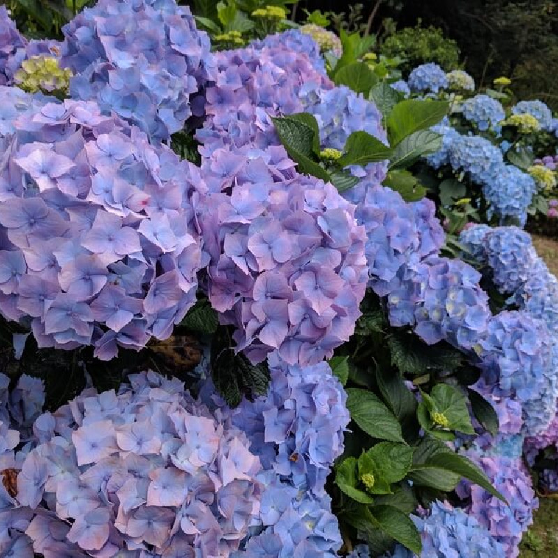 Hydrangea macrophylla ‘Benelux’