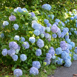 Hydrangea macrophylla ‘Benelux’