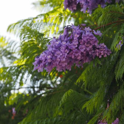 Jacaranda mimosifolia