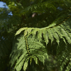 Jacaranda mimosifolia