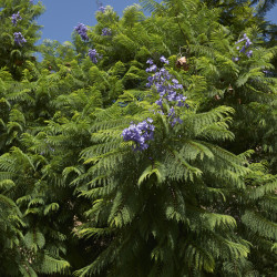 Jacaranda mimosifolia