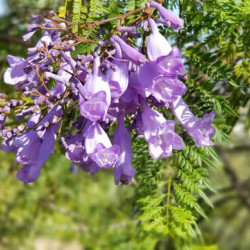 Jacaranda mimosifolia