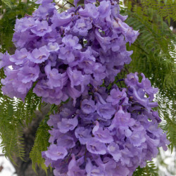 Jacaranda mimosifolia