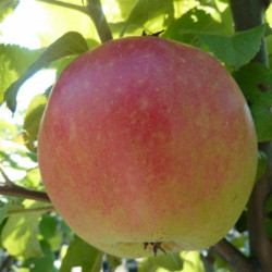 Malus domestica ‘Jubilé’ - Pommier