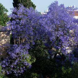 Jacaranda mimosifolia