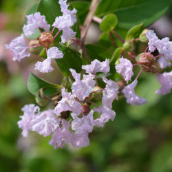 Lagerstroemia indica ‘With Love Babe‘