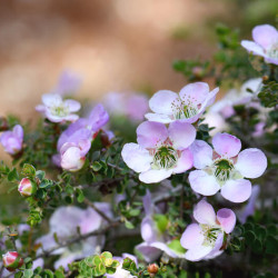 Leptospermum rotundifolium - Arbre à thé de Nouvelle-Zélande