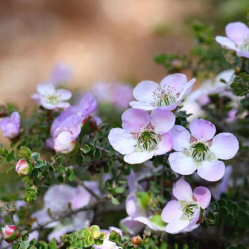 Leptospermum rotundifolium - Arbre à thé de Nouvelle-Zélande