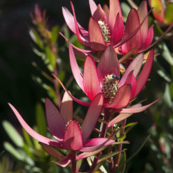 Leucadendron ‘Safari Sunset’