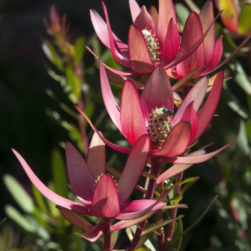 Leucadendron ‘Safari Sunset’